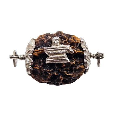 2-Augen-Rudraksha XXXL (Nepal) - für Einheit, bedingungslose Liebe und Harmonie