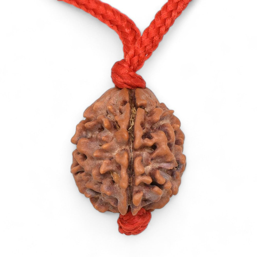 3 -eyes Rudraksha (Nepal) - activated and balanced the inner fire