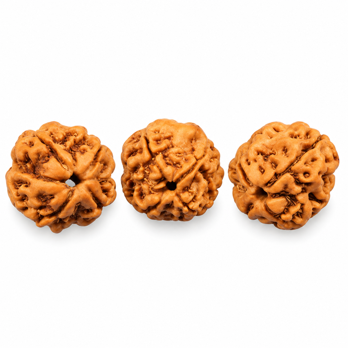 4-eye water ruddrakshas (Nepal)-for concentration and centering