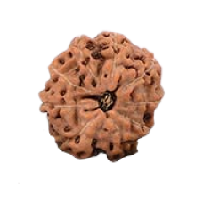 9 -Eyes Rudraksha (Java) - Para la fuerza interior y la percepción sobrenatural