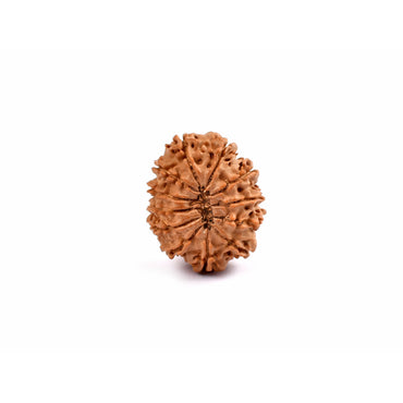 12 Yeux Rudraksha Népal