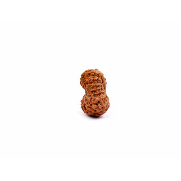 16-Eye Rudraksha (Java)