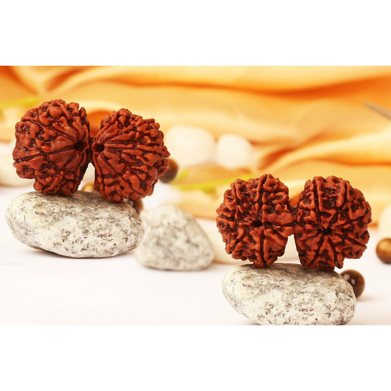 Gauri-Shankara / Shiva-Shakti-Rudraksha XL (Népal) -Lose