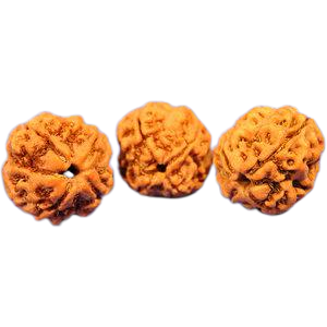 4-eyes Water Rudrakshas (Nepal) - for concentration and centering