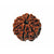 6-eyes Rudraksha - (Nepal) - increases confidence, willpower and protects against worldly grief