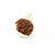 4-eyes-Ganesh-Rudraksha (Nepal) - Protects from negativity & perfection in all areas of life