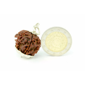 4-eyes-Ganesh-Rudraksha (Nepal) - Protects from negativity & perfection in all areas of life