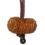 19-eyes Rudraksha (Nepal) - abundance in all areas, absolute power and protection