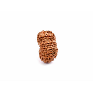 13-eyes Rudraksha (Nepal) - For sensuality, sexuality and desires of all kinds