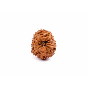 13-eyes Rudraksha (Java) - For sensuality, sexuality and desires of all kinds