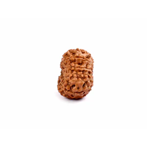 13-eyes Rudraksha (Java) - For sensuality, sexuality and desires of all kinds