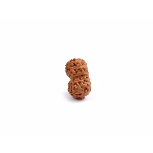 15-eyed Rudraksha (Java) - heart opening and healing for grief and emotional pain