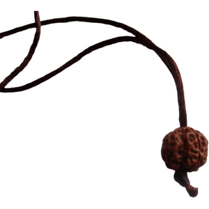 6-eyes Rudraksha - (Nepal) - increases confidence, willpower and protects against worldly grief