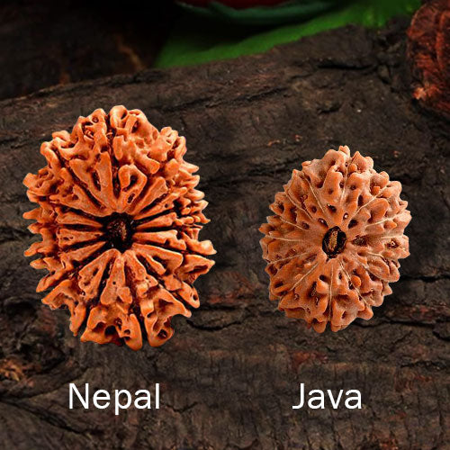 Nepal oder Java: Welche Rudraksha ist die richtige Wahl?
