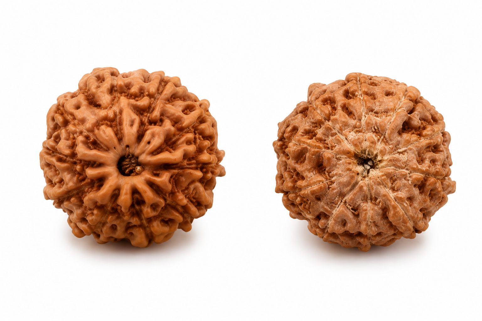 10-eye rudraksha (Java)-protects against negativity, brings inner peace