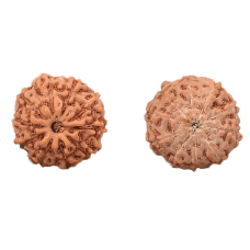 10-Augen-Rudraksha (Java) - Schützt vor Negativität, bringt inneren Frieden