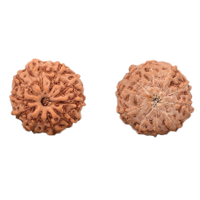 10-Augen-Rudraksha (Java) - Schützt vor Negativität, bringt inneren Frieden