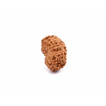 11-Eye Rudraksha (Java) - Donne du courage, de la confiance en soi et de l'expressivité