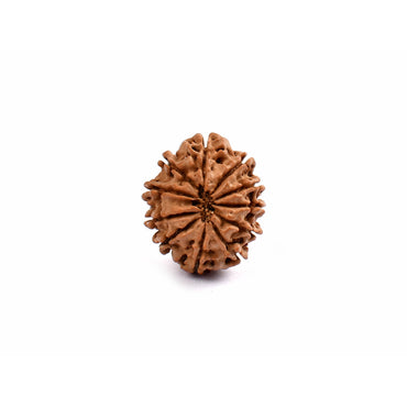 11 ojos Rudraksha_Nepal