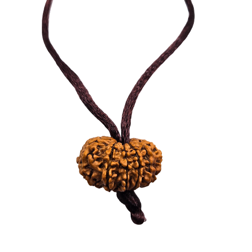 Rudraksha à 12 yeux (Népal) - Transformation du lecteur sans lecteur et l'inertie
