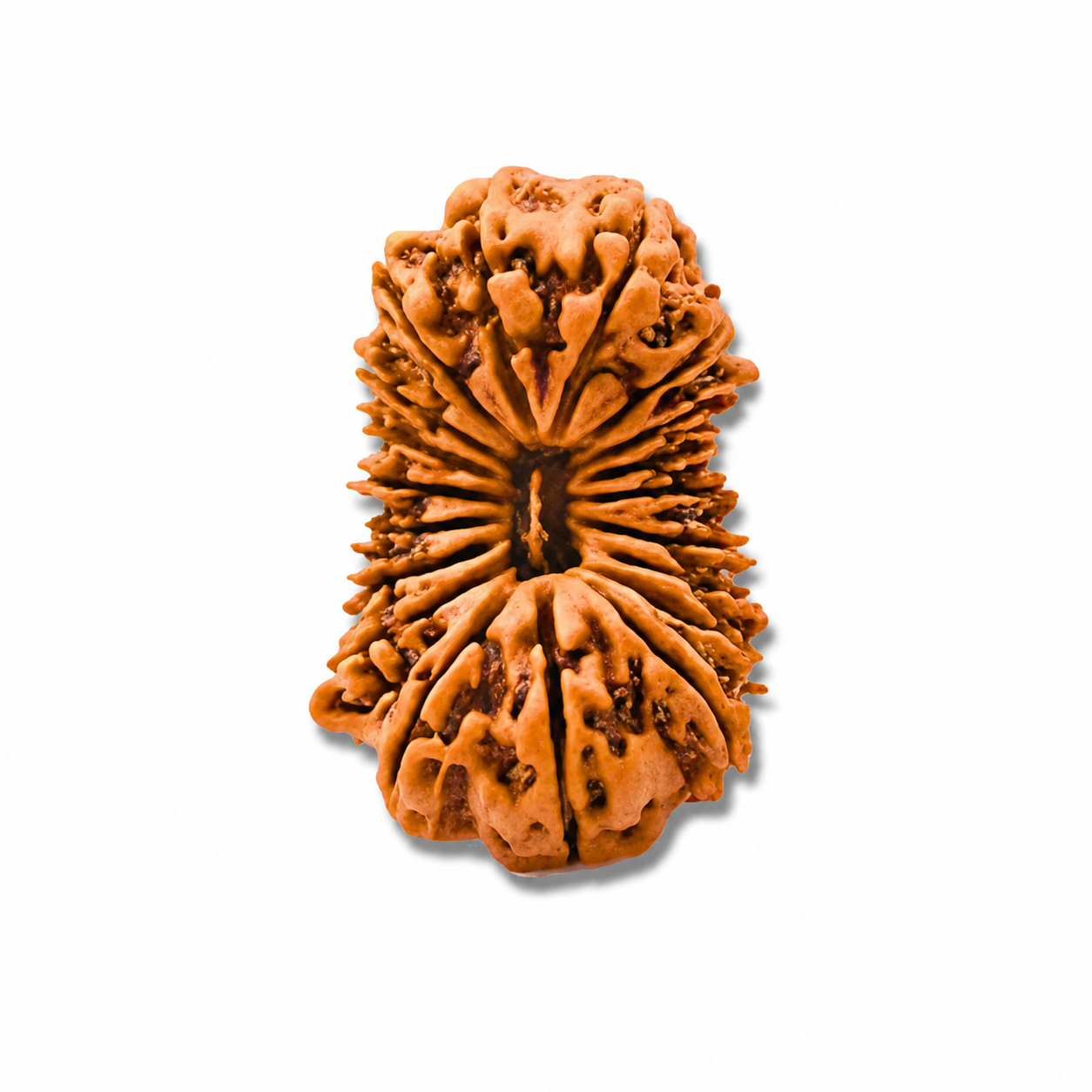19-Eye Rudraksha (Nepal) -Bundancia en todas las áreas, fuerza y ​​protección absoluta