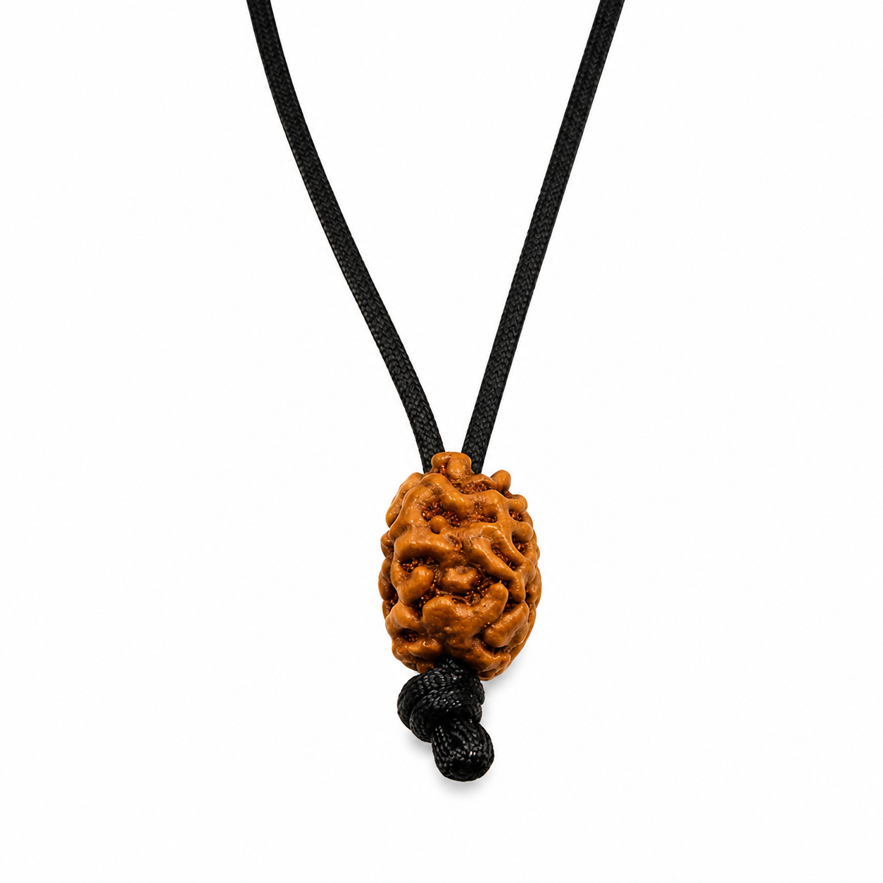Rudraksha de 2-ojo (Java) para la unidad, amor incondicional y armonía