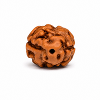 Rudraksha de 2-ojo (Java) para la unidad, amor incondicional y armonía