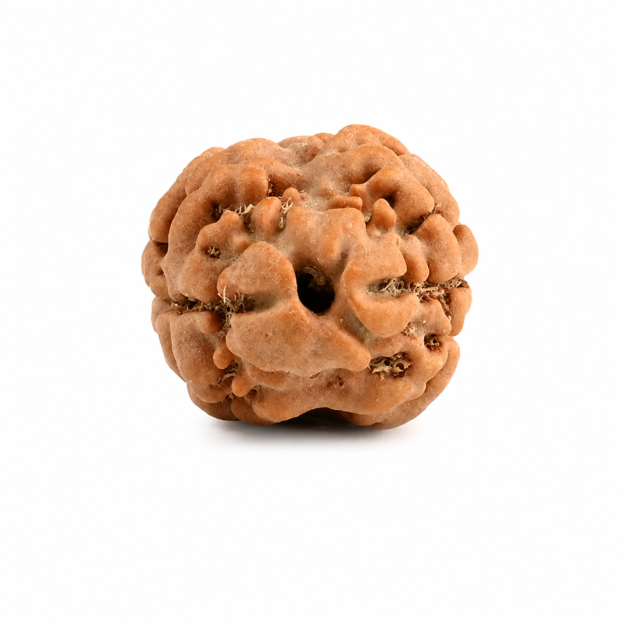2-Augen Rudraksha (Nepal) für Einheit, bedingungslose Liebe & Harmonie
