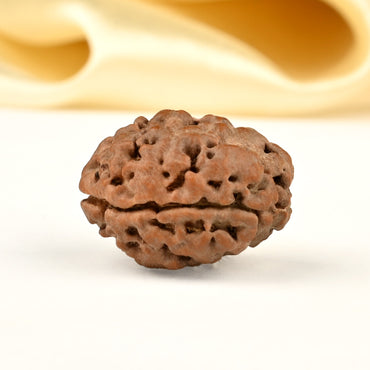 2-ojo Rudraksha XL-Loose (Nepal) para la unidad, amor incondicional y armonía