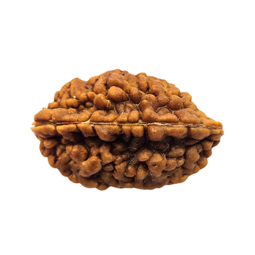 2-Augen-Rudraksha XL - lose (Nepal) für Einheit, bedingungslose Liebe & Harmonie