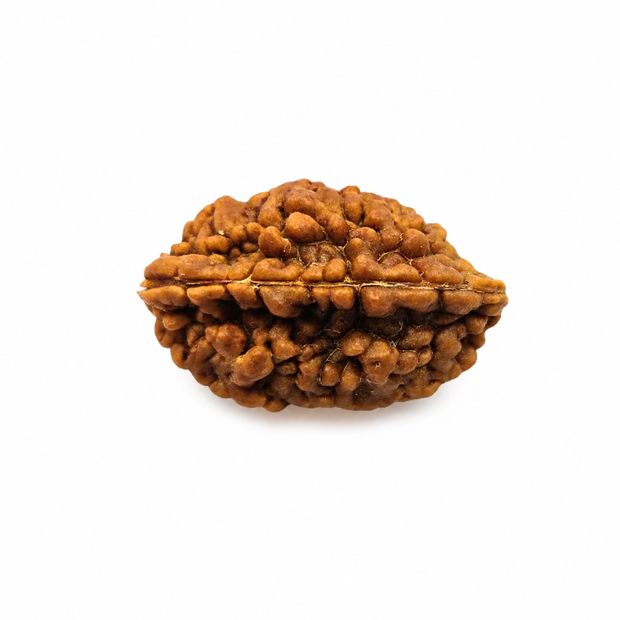 2 yeux Rudraksha XL-Loose (Népal) pour l'unité, amour et harmonie inconditionnels