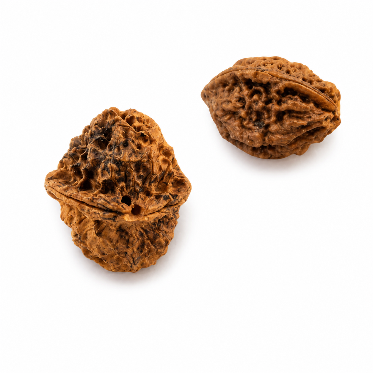 Rudraksha de 2 o-ojo xxxl (Nepal) -por la unidad, amor incondicional y armonía
