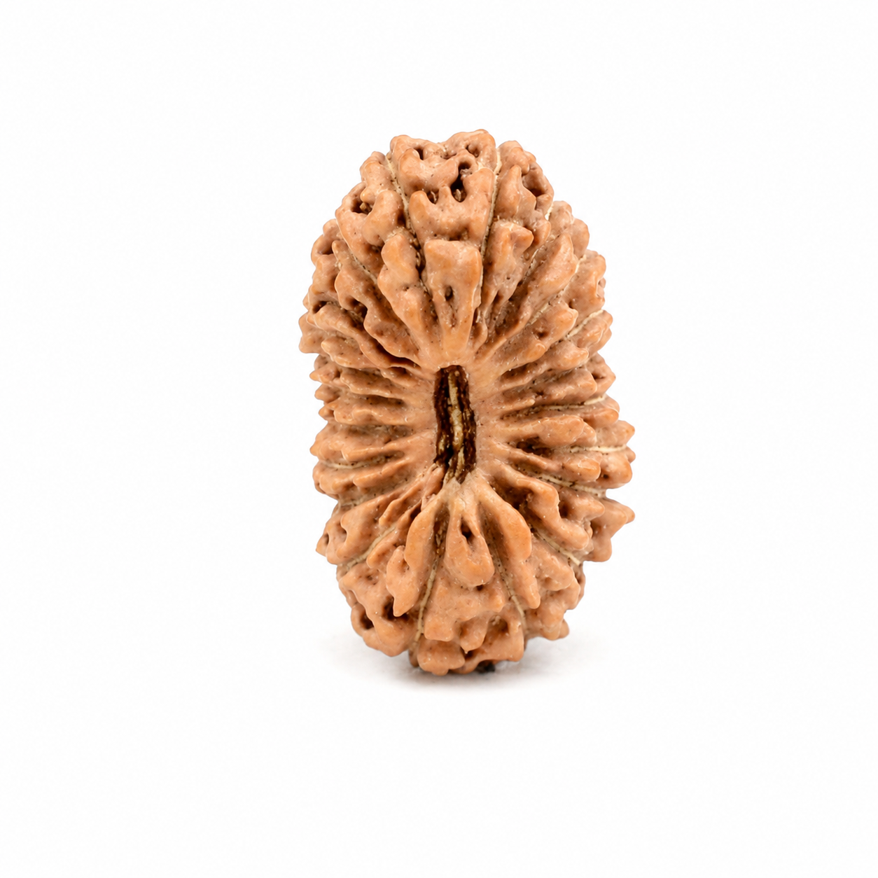 21-ojo rudraksha (java) -wealth y cumplimiento de deseos materialistas