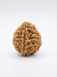 2-Augen Rudraksha (Nepal) für Einheit, bedingungslose Liebe & Harmonie groß
