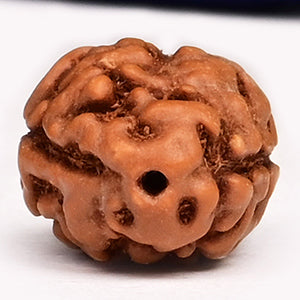 Rudraksha de 2-ojo (Java) para la unidad, amor incondicional y armonía