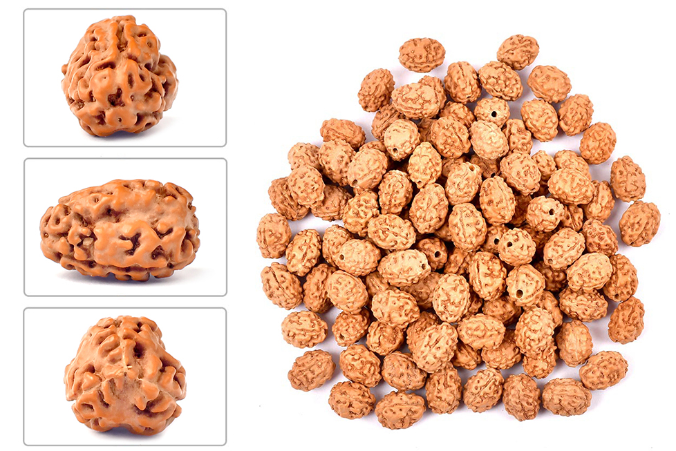 Rudraksha (Java) à 3 yeux (Java) et équilibré le feu intérieur