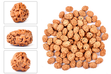 Rudraksha (Java) à 3 yeux (Java) et équilibré le feu intérieur