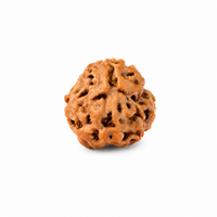 Rudraksha (Java) à 3 yeux (Java) et équilibré le feu intérieur