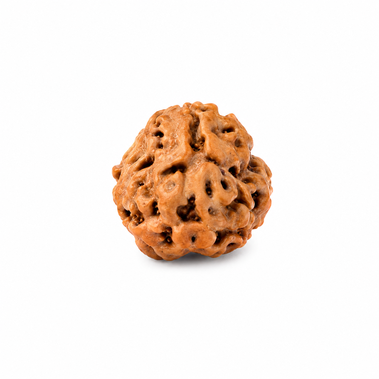 Rudraksha (Java) à 3 yeux (Java) et équilibré le feu intérieur