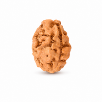 3 -Eyes Rudraksha (Nepal) - Activado y equilibrado el fuego interno