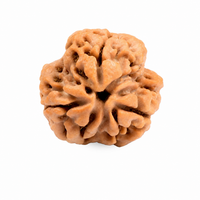 3 -Eyes Rudraksha (Nepal) - Activado y equilibrado el fuego interno