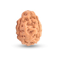 Rudraksha (Java) à 3 yeux (Java) et équilibré le feu intérieur