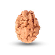 3 -eyes Rudraksha (Nepal) - activated and balanced the inner fire