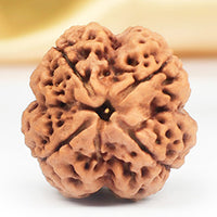 4-Eye Rudraksha (Nepal)-Para una comunicación clara y conexión de todo tipo de conocimiento