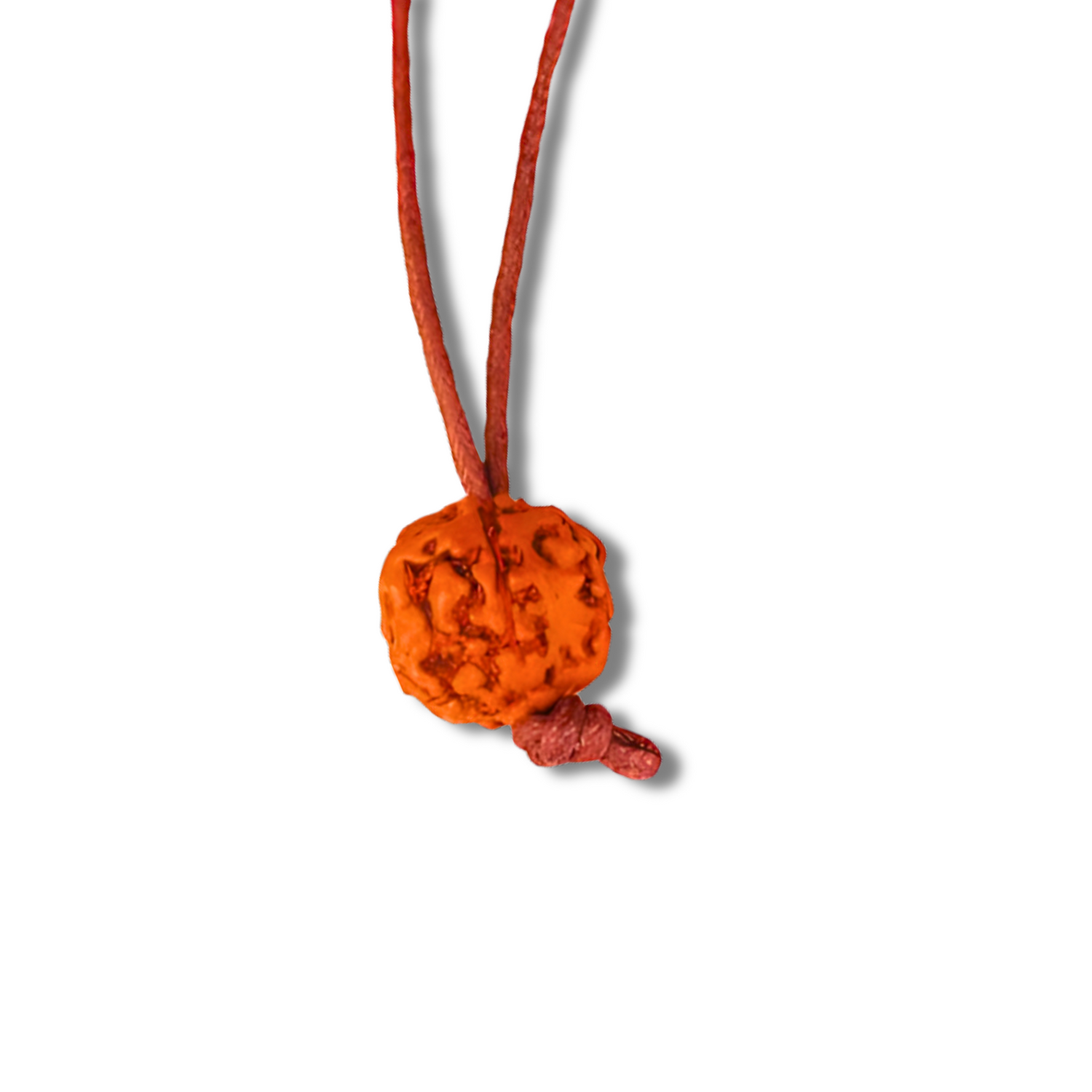 Rudrakshas à 5 yeux