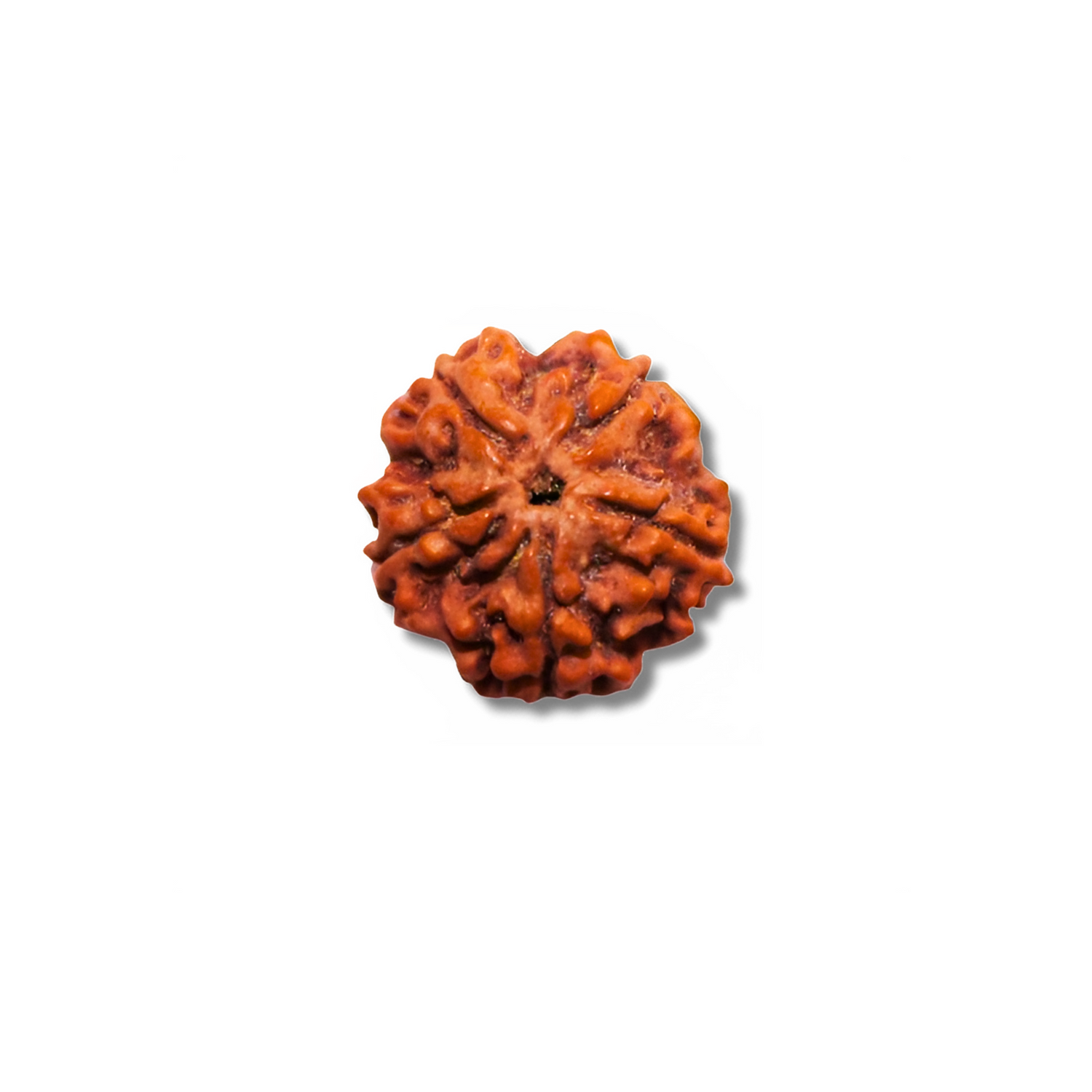 5-Augen Rudrakshas