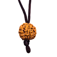 5 -Eyes Rudraksha (Java) - equilibra los cinco elementos
