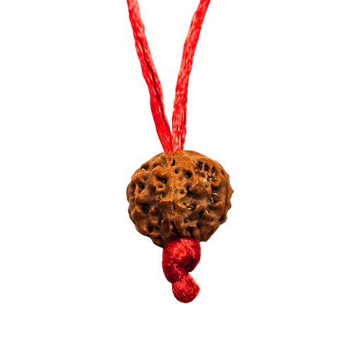 5 -Eyes Rudraksha (Java) - equilibra los cinco elementos