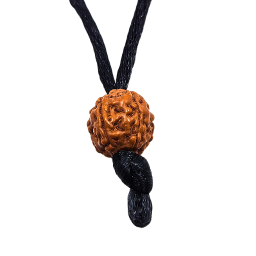 5 -Eyes Rudraksha (Java) - equilibra los cinco elementos