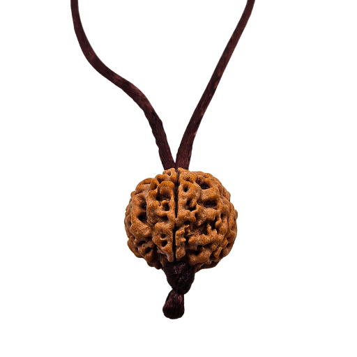 5 -Eyes Rudraksha (Nepal) - Equilibró los cinco elementos